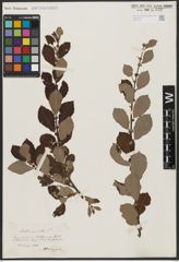 Foto von Salix aurita L.
